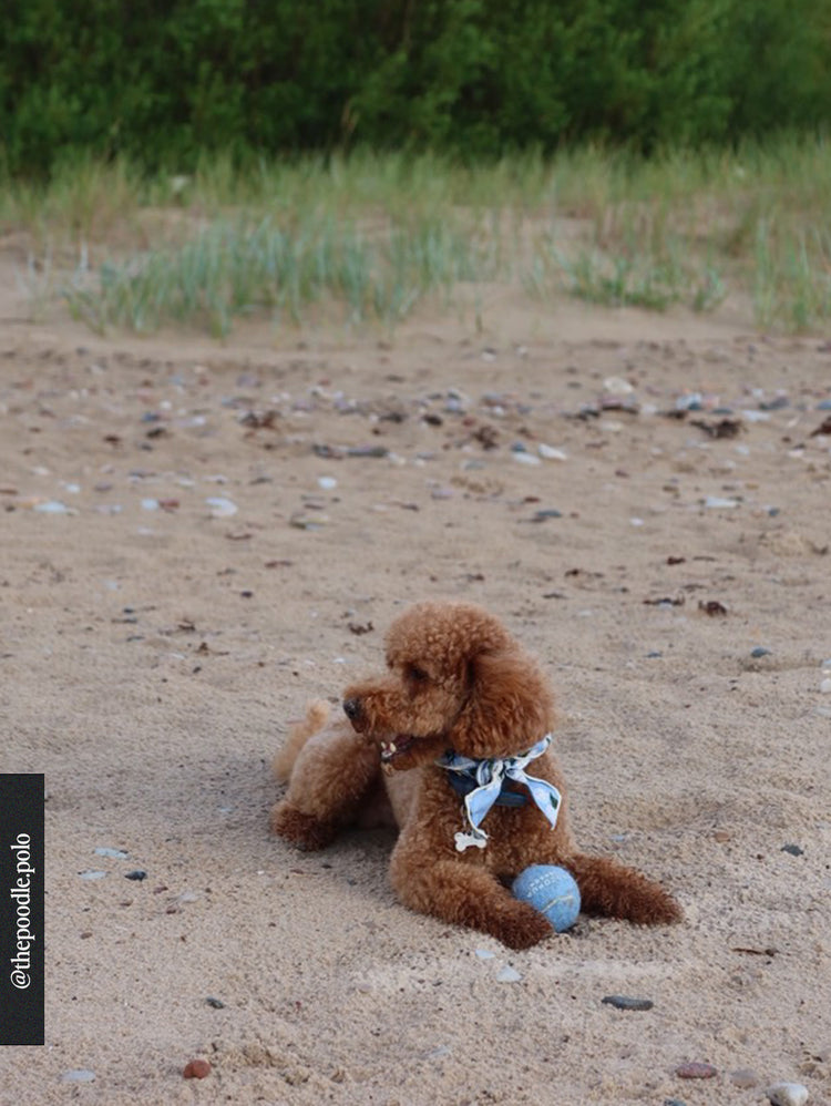 Small brown dog sitting on a sandy beach with a blue ball in the middle of it's paws.