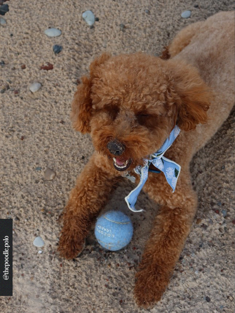 Brown dog with a blue ball on a sandy ground