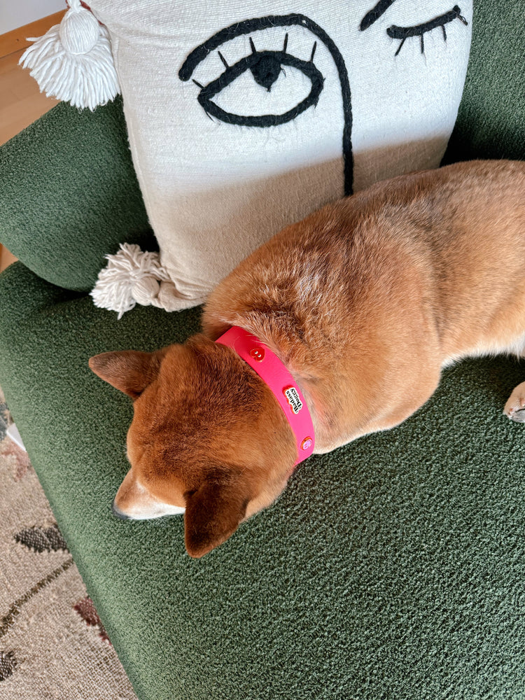 Dog with a pink collar lying on a green couch next to a decorative pillow with an eye design.