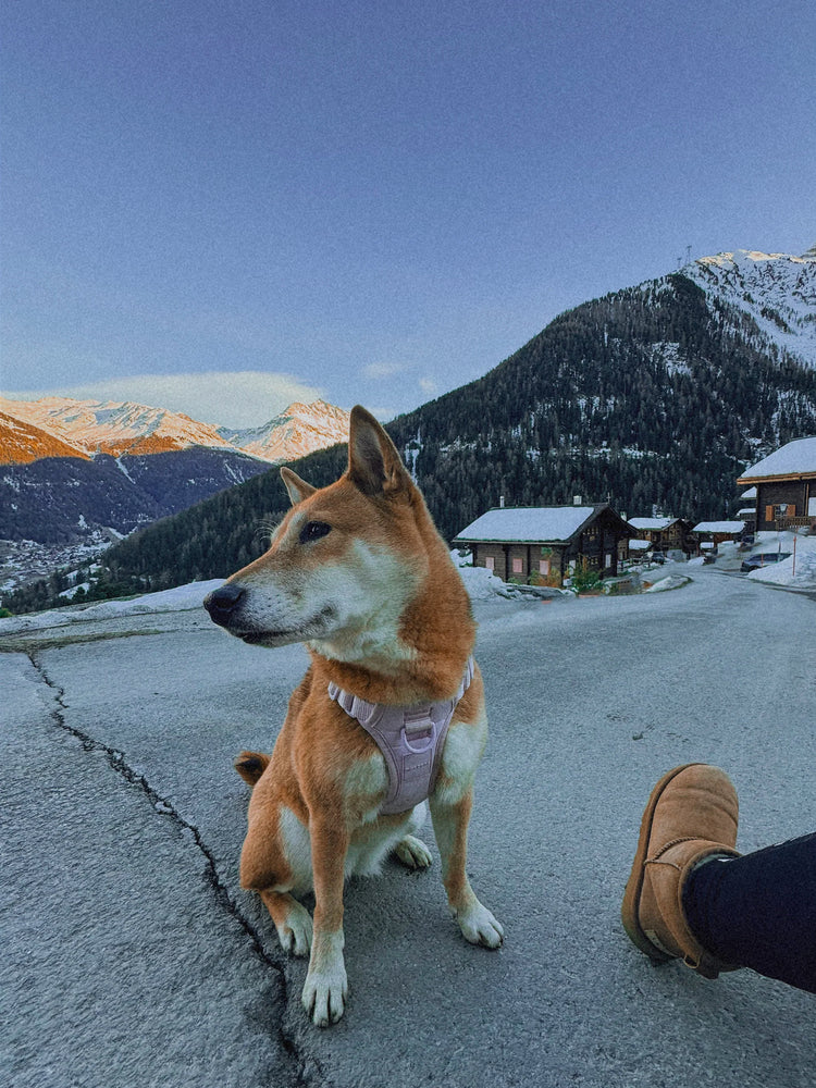 Doppeltes Hundegeschirr – Lavendel