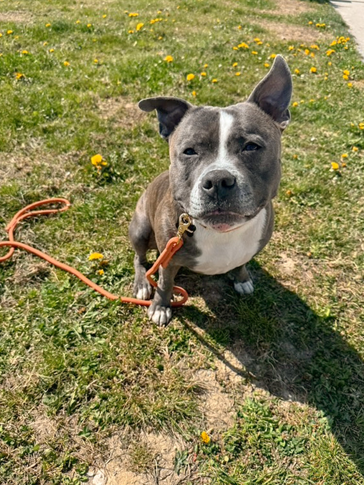 Braided Rope Leash – Terracotta