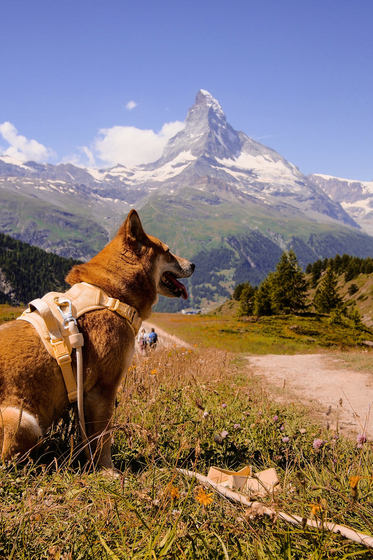 Shiba inu with limoncello harness front of the matterhorn.