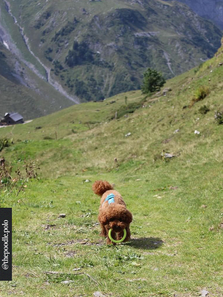 Giocattolo ad anello – Lime