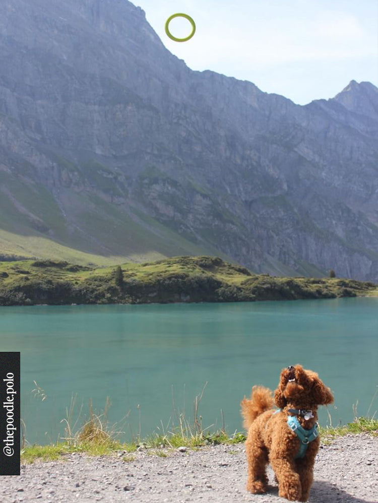 Giocattolo ad anello – Lime