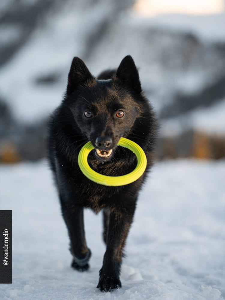 Giocattolo ad anello – Lime