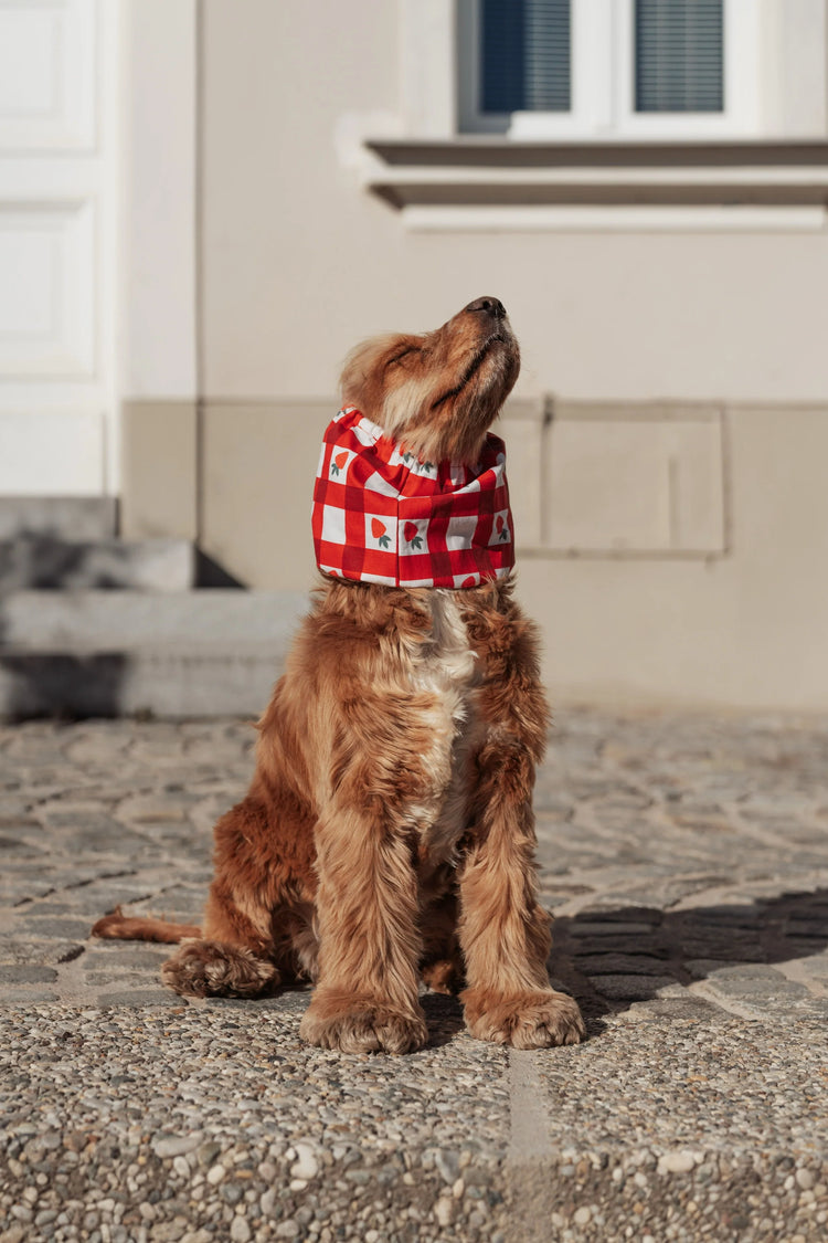 Dog Snood – Strawberry