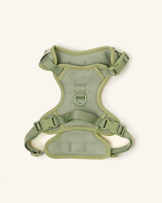 Matcha Classic 2.0 Hundegeschirr