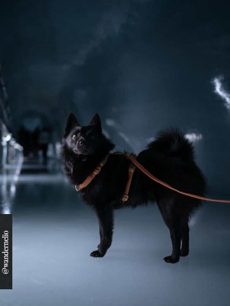 Harnais Cloud Lite – Chai Brown