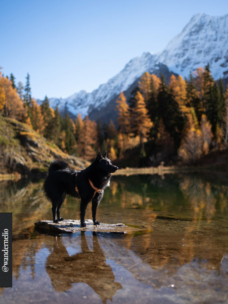 Harnais Cloud Lite – Chai Brown