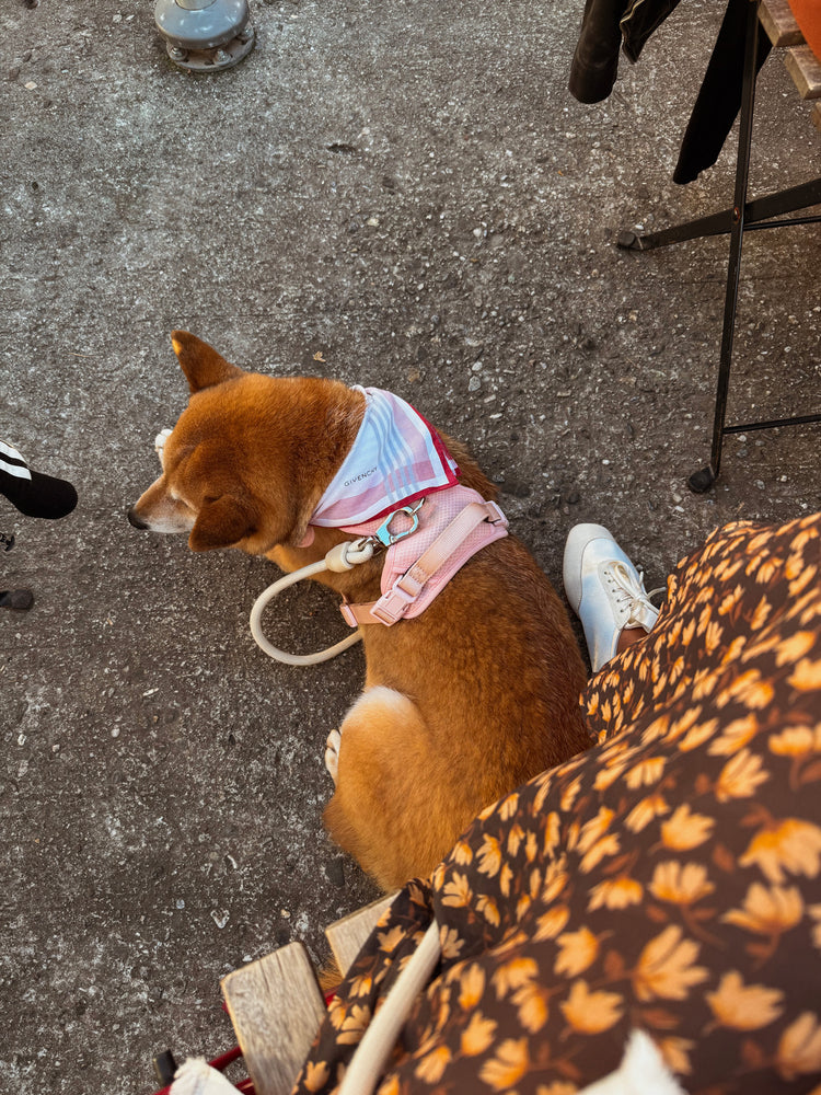 Laisse mains libres – Crème