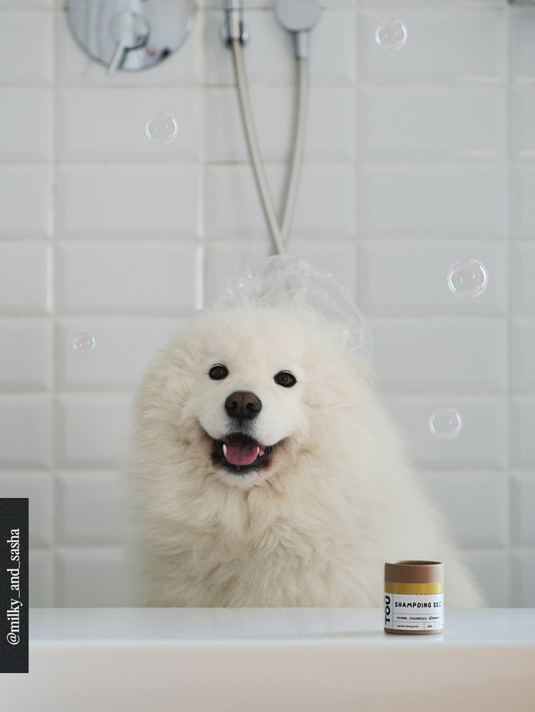 White dog in a bathtub with bubbles and a can of dry shampoo on a tiled bathroom wall.