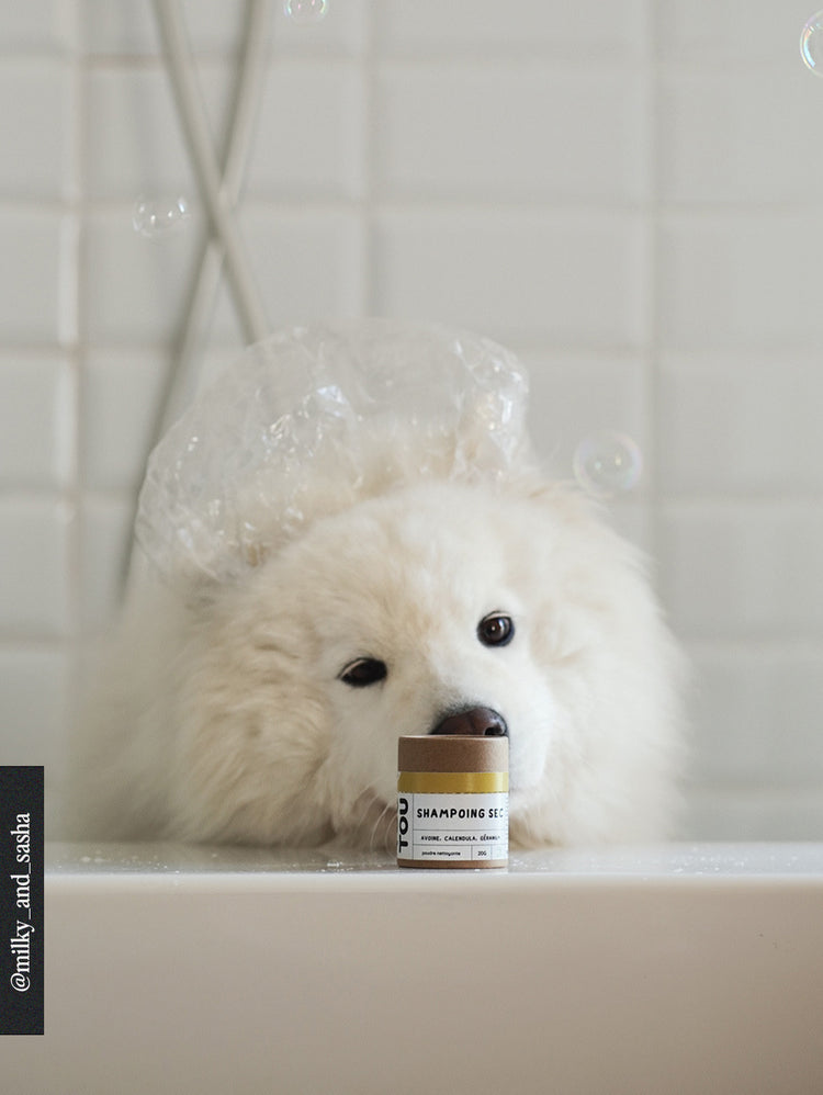 White dog in a bathtub with bubbles and a bottle of dry shampoo on a white tiled wall background