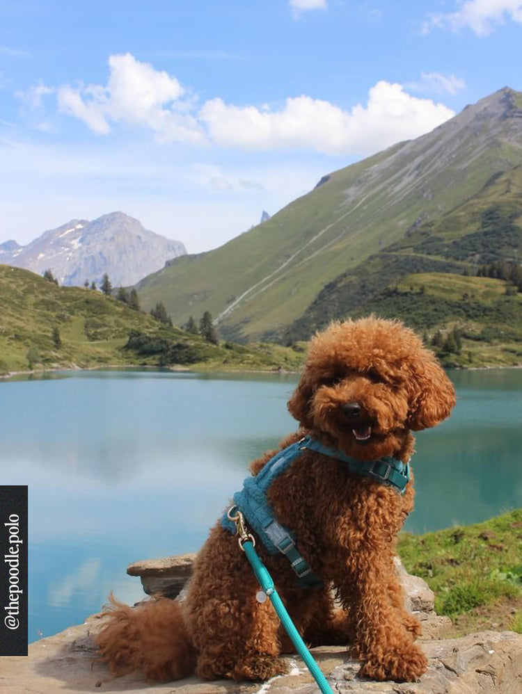 Laisse mains libres en cordes tressées – Bleu canard