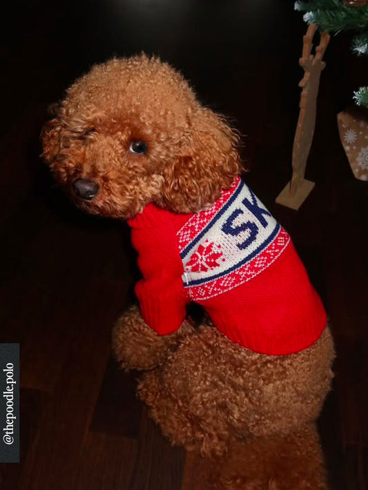 Après Ski Holiday Dog Sweater (Gray Malin X tfd)