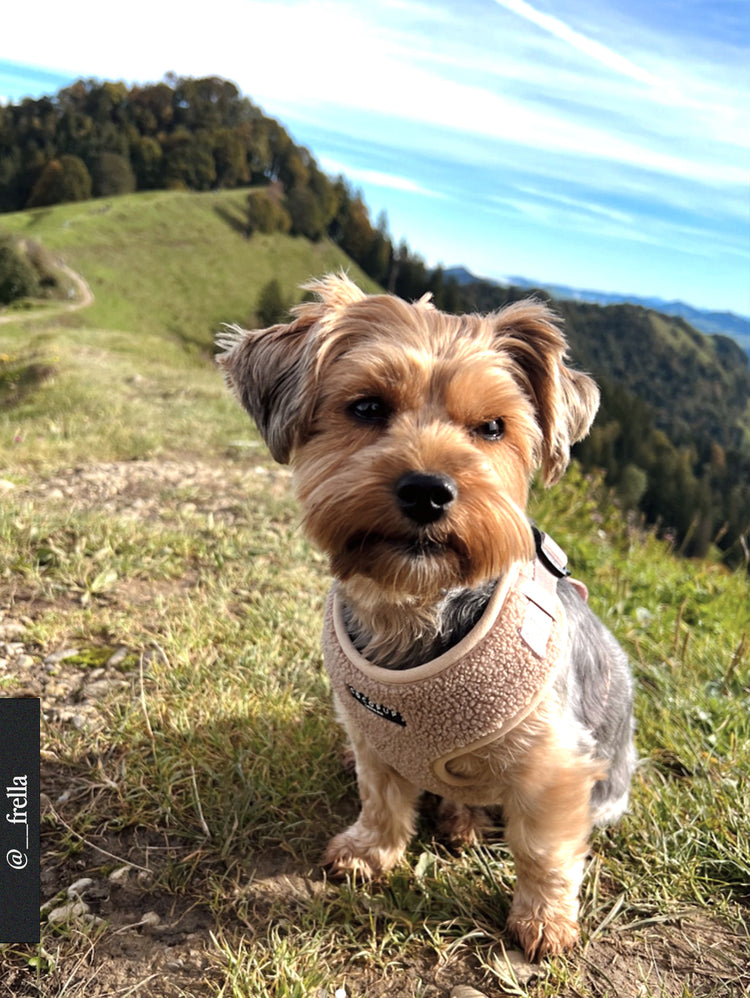 Imbracatura per il collo regolabile dell'orsacchiotto