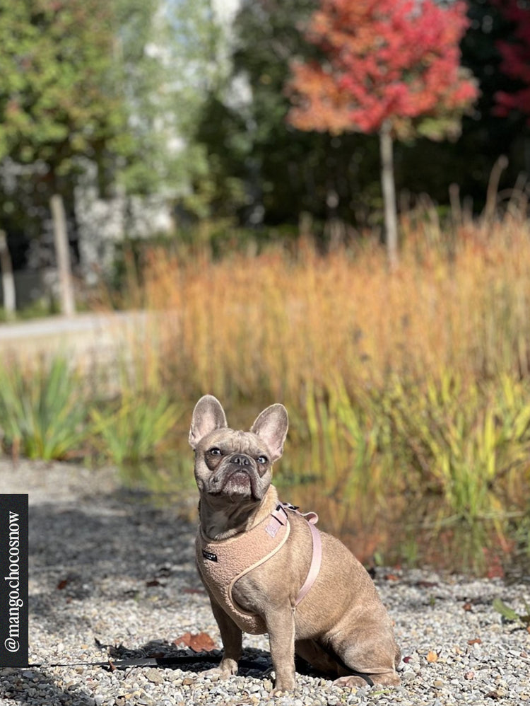 Imbracatura per il collo regolabile dell'orsacchiotto