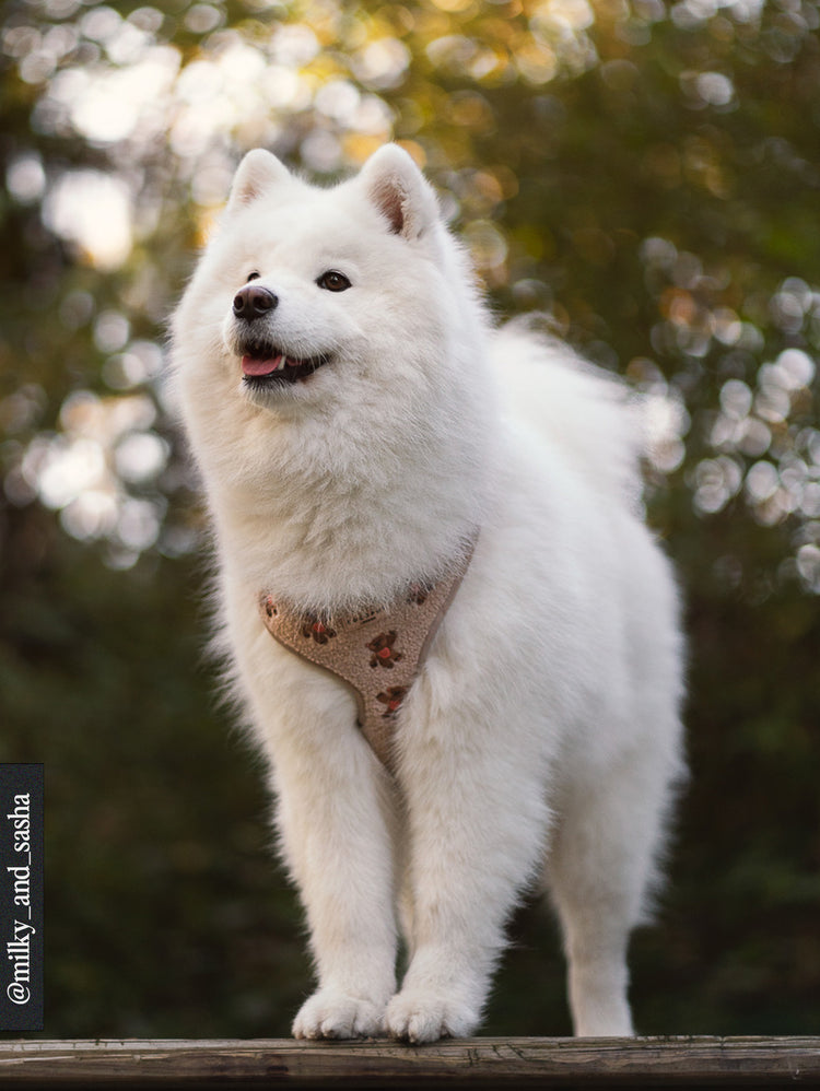 Theo Teddy Adjustable Neck Harness