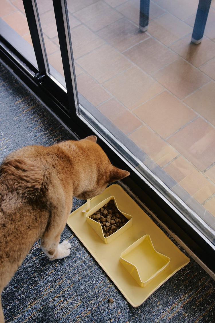 Dog looking at food in a double travel yellow bowl.
