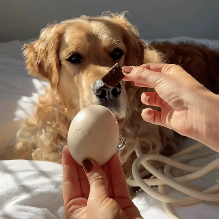 Dog looking at a person holding a treat from a ST-Argo treat pouch, on a light background.