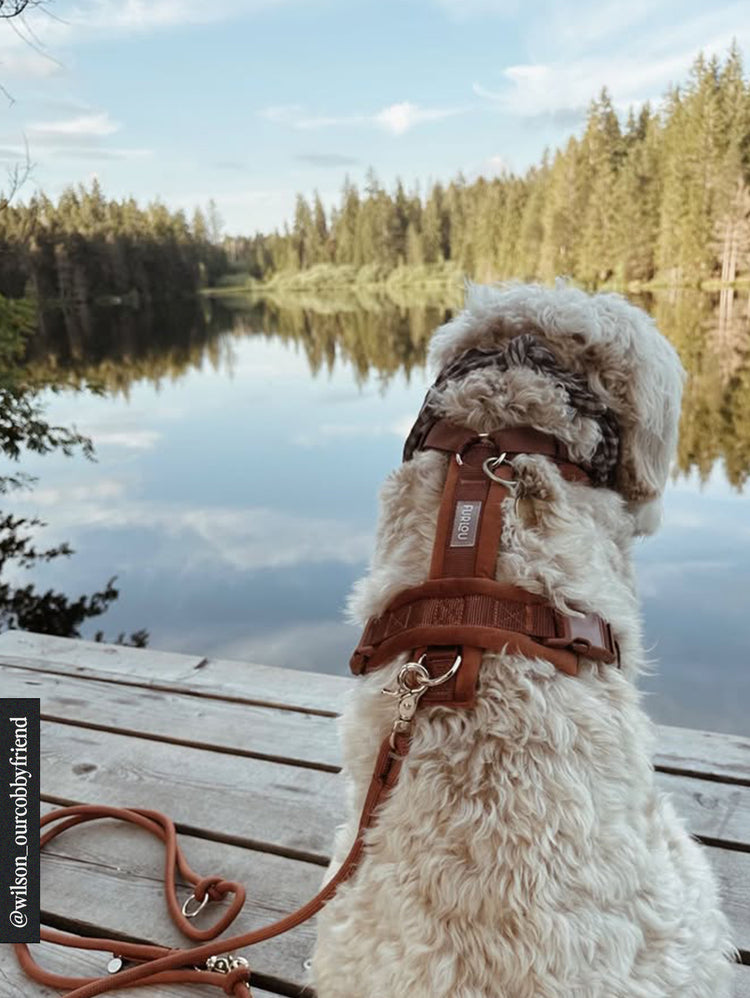 Dog looking at a lake with a forest reflection