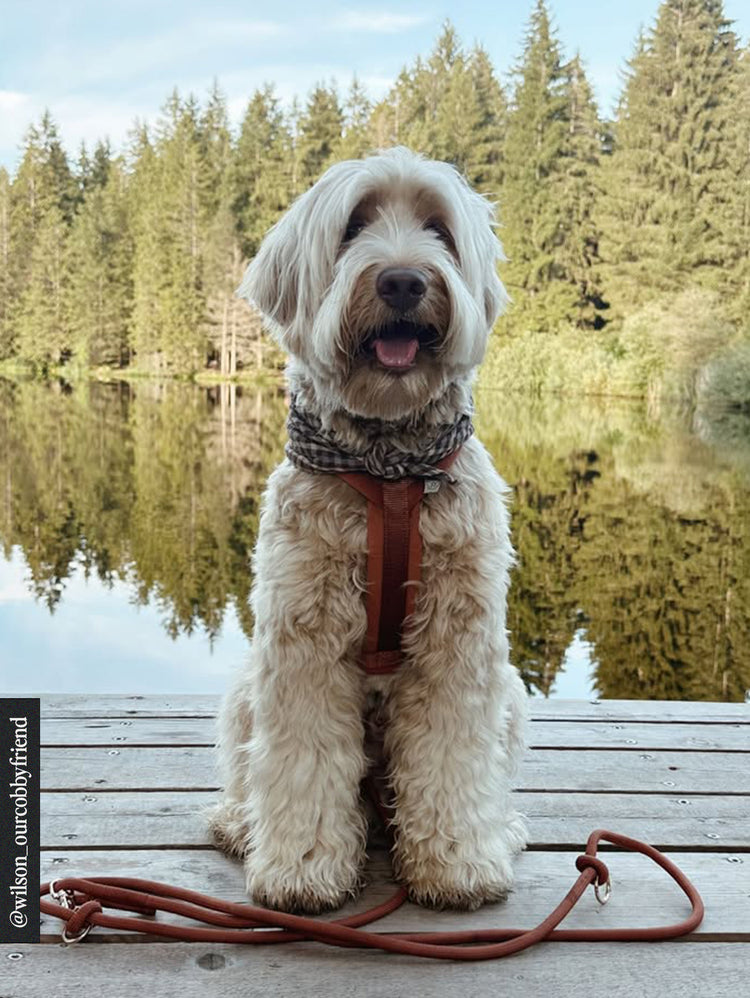 Dog sitting on a wooden dock by a lake with trees in the background