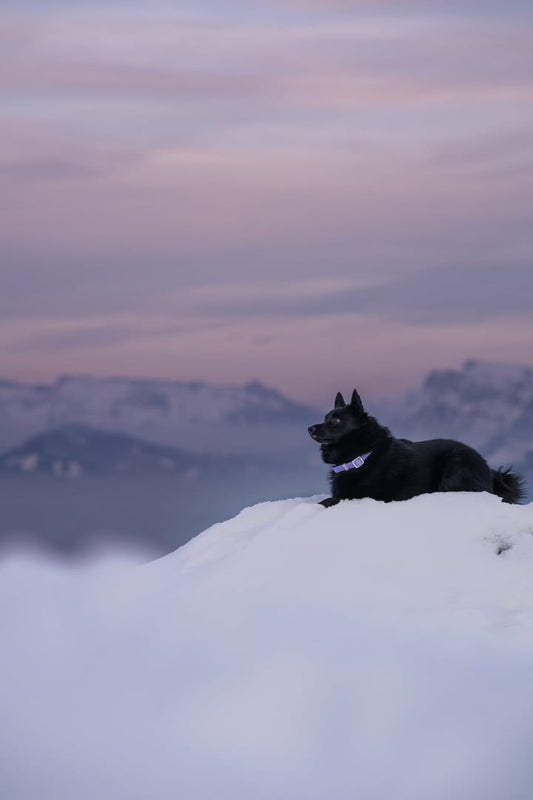 Schipperke: The guide – Everything you need to know about Schipperke with Nelio