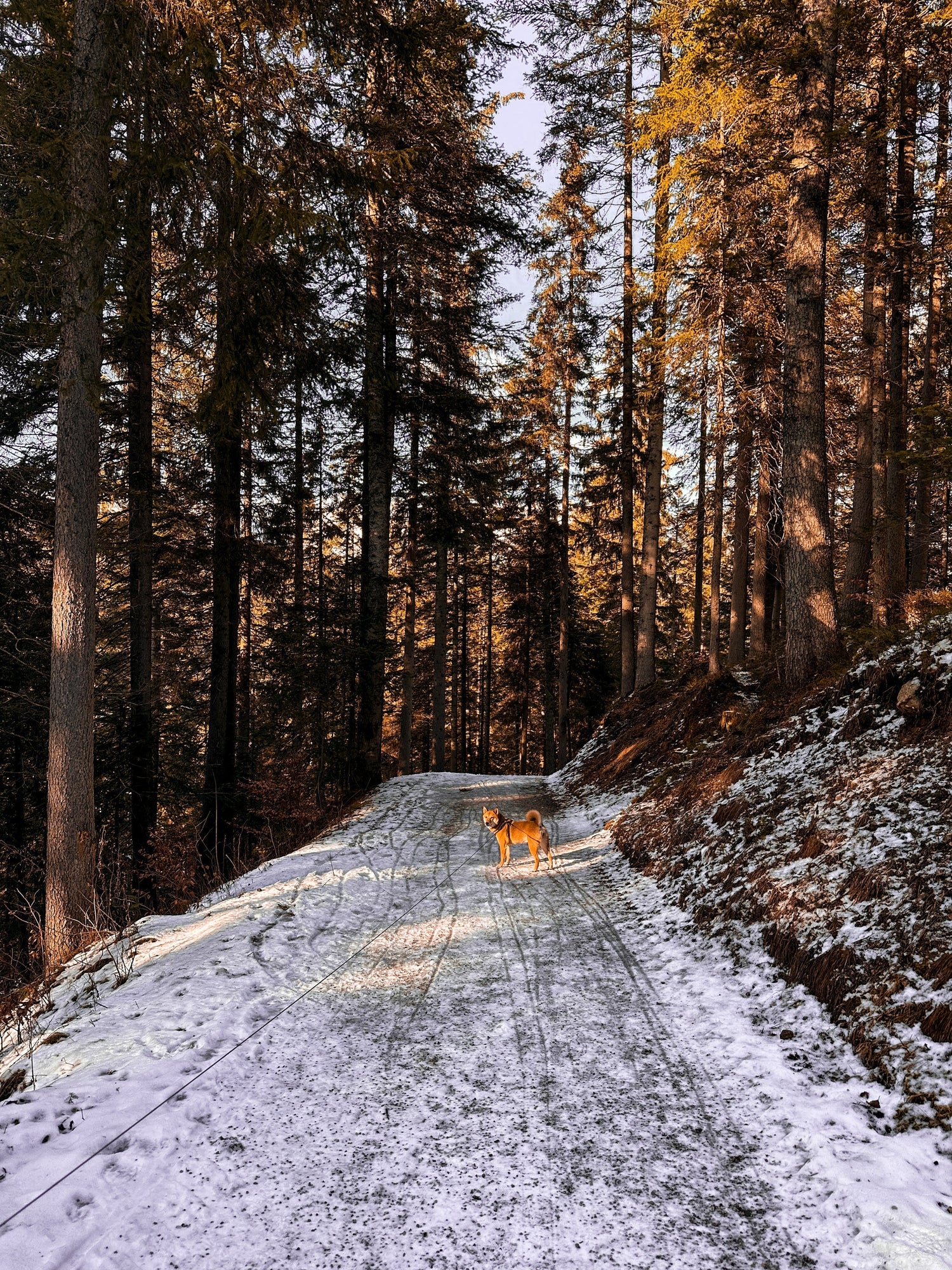 Visiter l'Autriche avec un chien