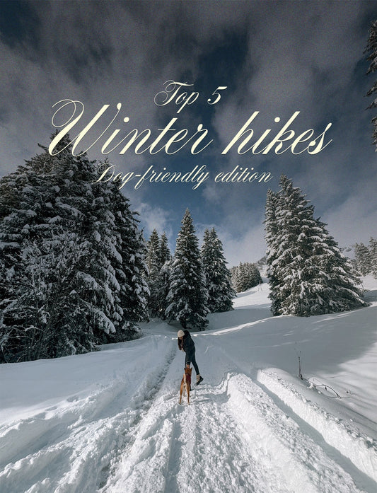 Our top 5 Dog-Friendly Trails for you and your dog ❄️