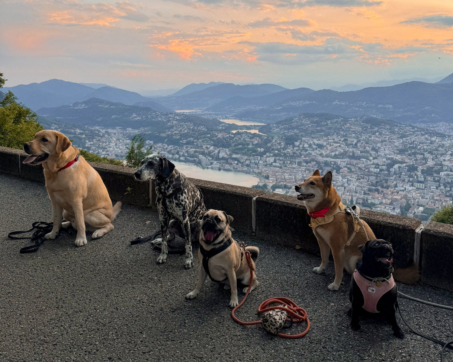 A Dog-Friendly Weekend in Lugano: La Dolce Vita in Switzerland