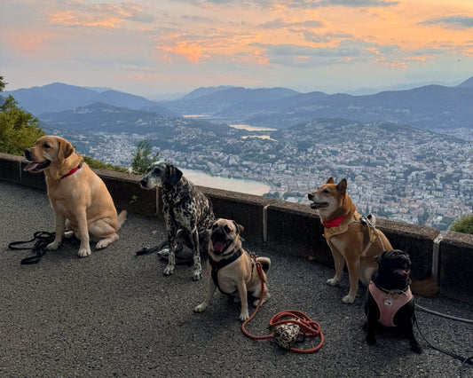 A Dog-Friendly Weekend in Lugano: La Dolce Vita in Switzerland
