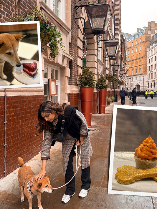 Un afternoon tea pour chiens à Londres dans un hôtel 5 étoiles