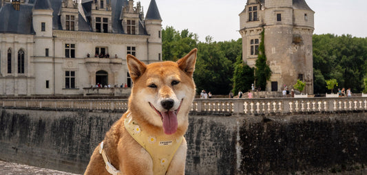Châteaux de la Loire avec un chien: notre itinéraire dog-friendly de 3 jours