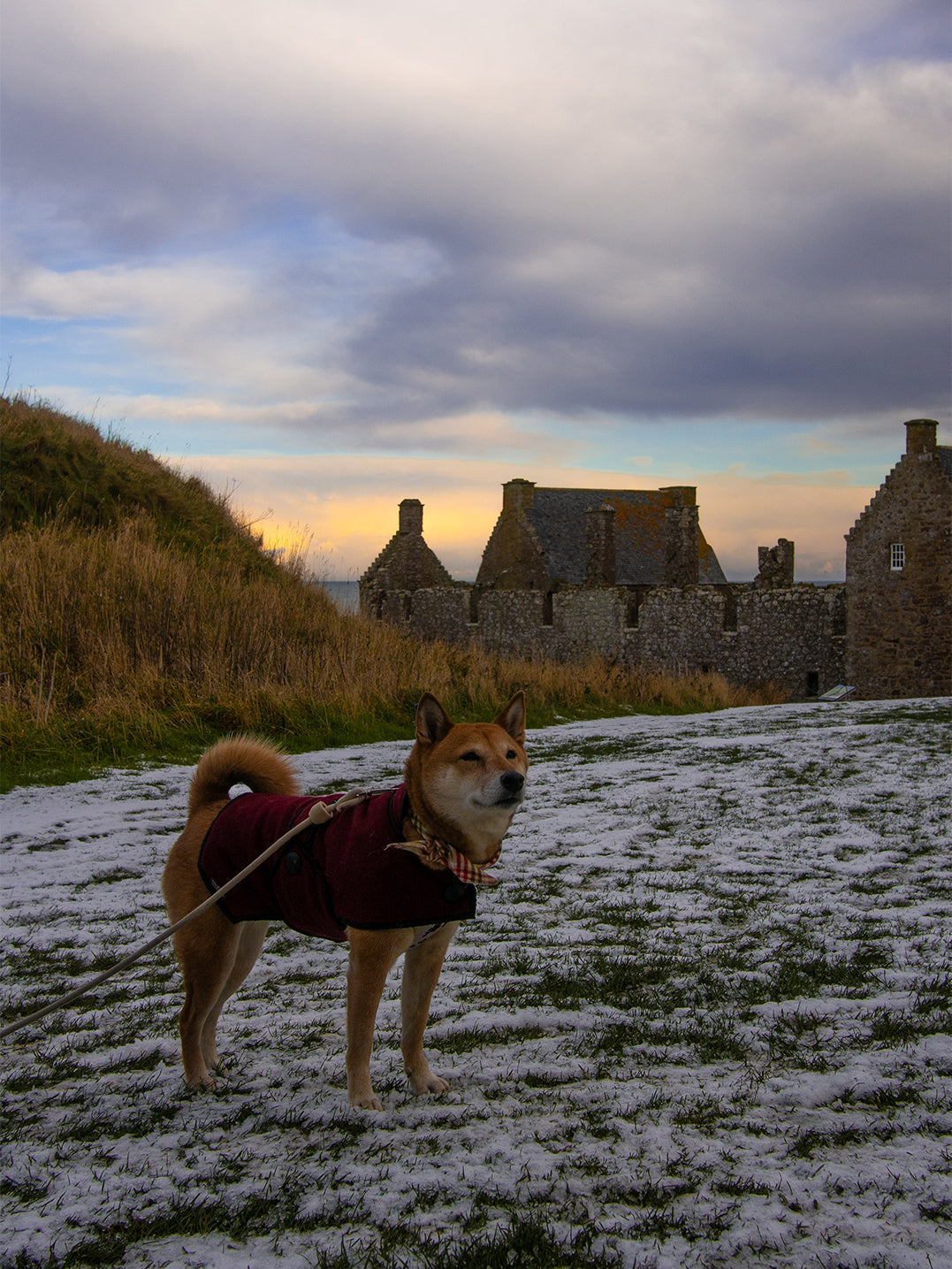 Visiting Scotland with a dog