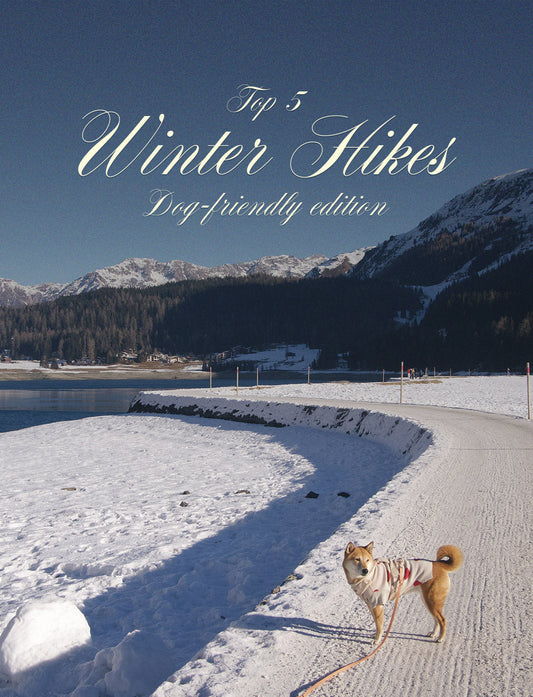 5 dog-friendly winter trails for you and your dog ❄️ (Edition 2026)