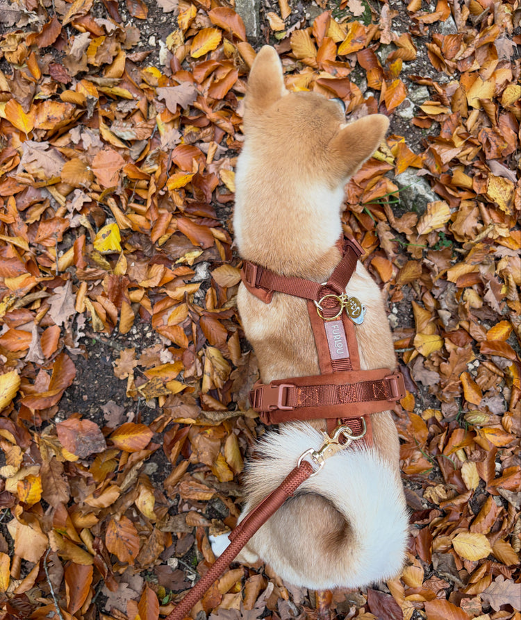 Samt Hundegeschirr – Tonfarbe