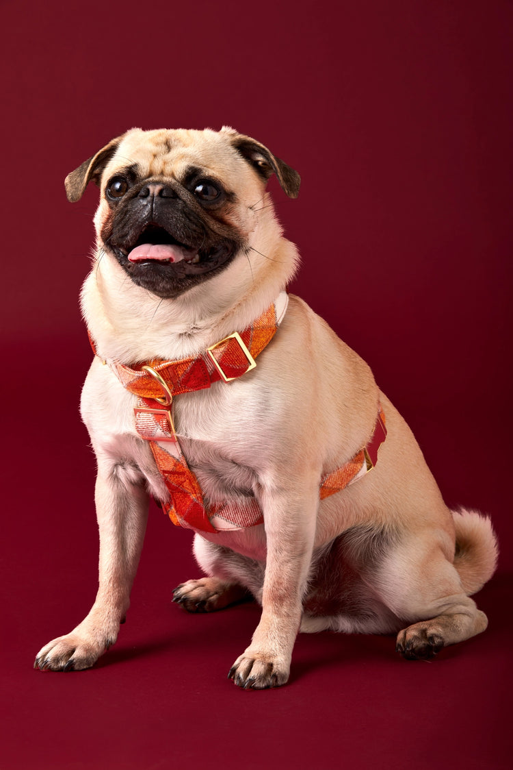 Pumpkin Spice Flannel Harness