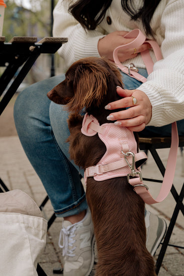 Person holding a small brown dog wearing a pink harness outdoors.