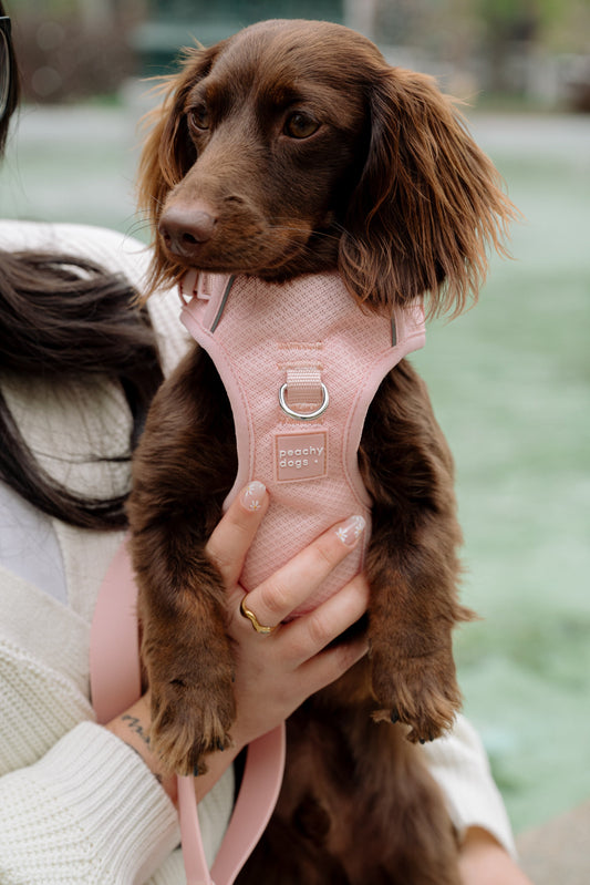 Brown dog wearing a pink harness held by a person outdoors