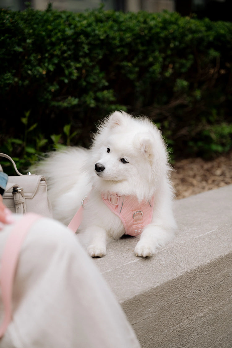 White dog wearing a pink harness sitting on a sidewalk with green bushes in the background