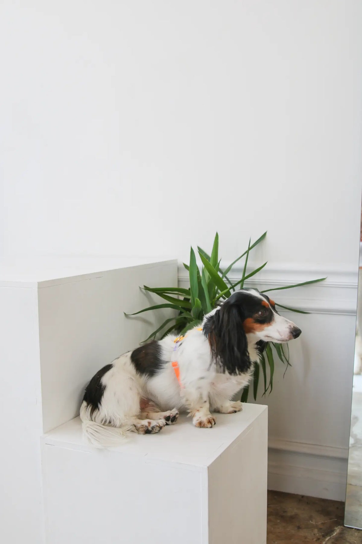 Rainbow Harness - Kitsune & Jo