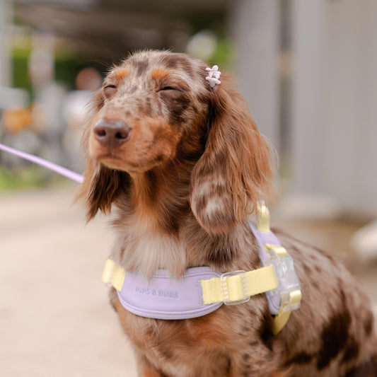 Jelly Harness – Grape Jelly