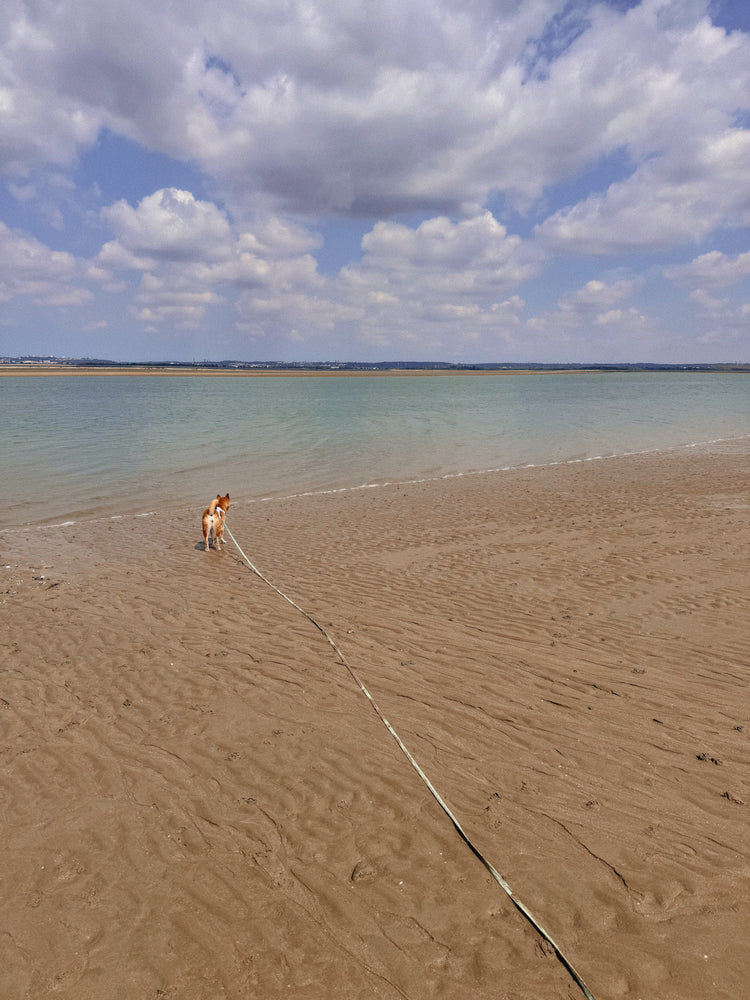 9m wasserdichte Hundeleine – Pistazie