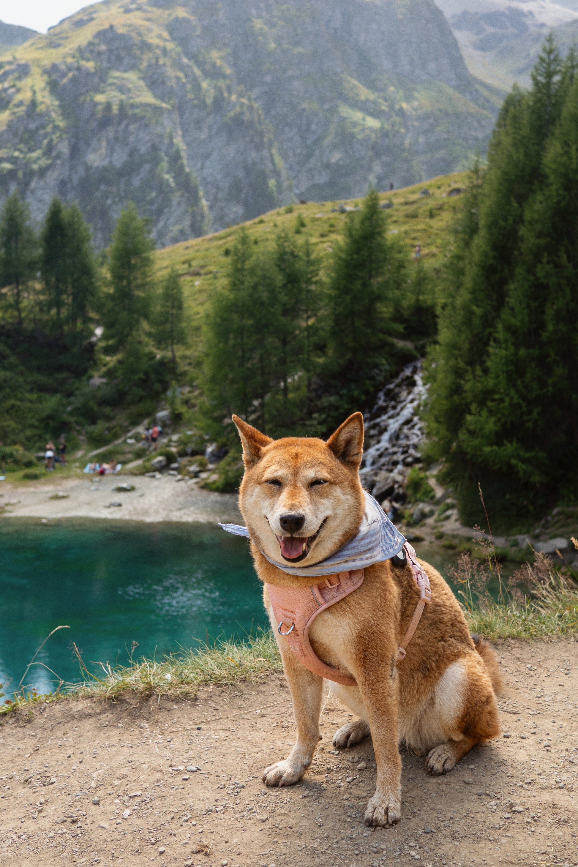 Dog sitting on a path by a lake with mountains in the background