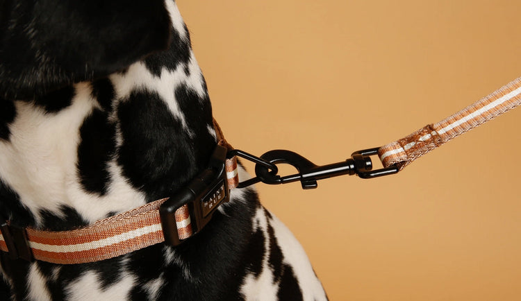 Le Luxe Hundehalsband – Café au lait