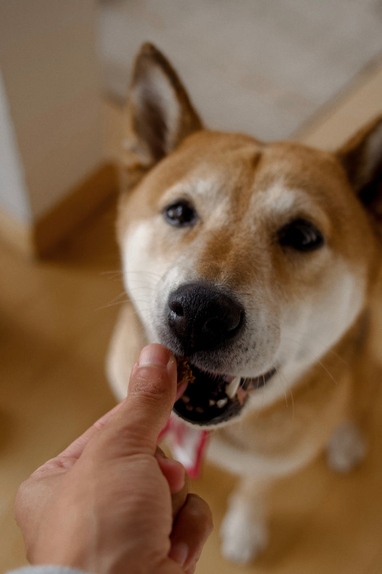 Les Pépites - Air-Dried Duck Snacks