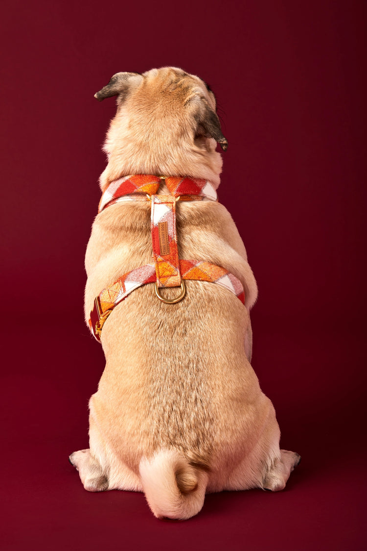 Pumpkin Spice Flannel Harness