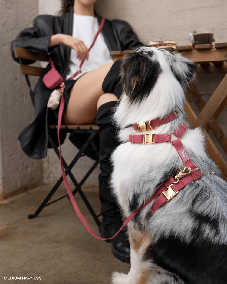 Mulberry Waterproof Dog Collar