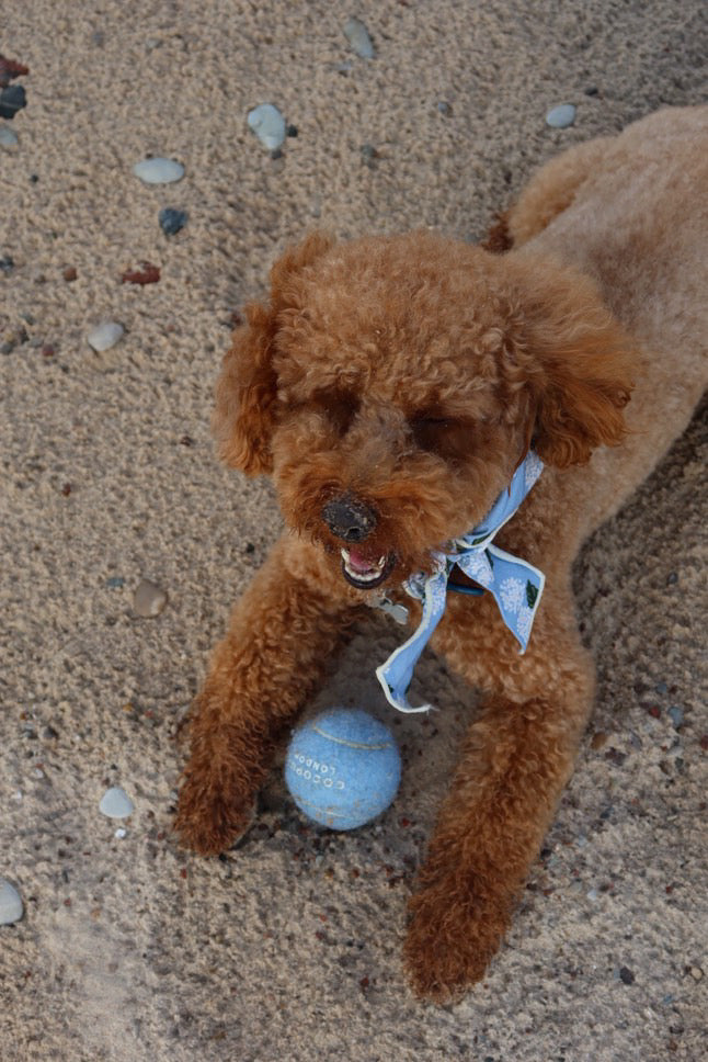 Brown dog with a blue ball on a sandy surface