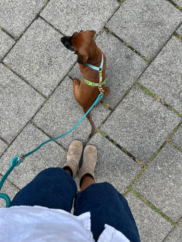 Lake Day Hundegeschirr