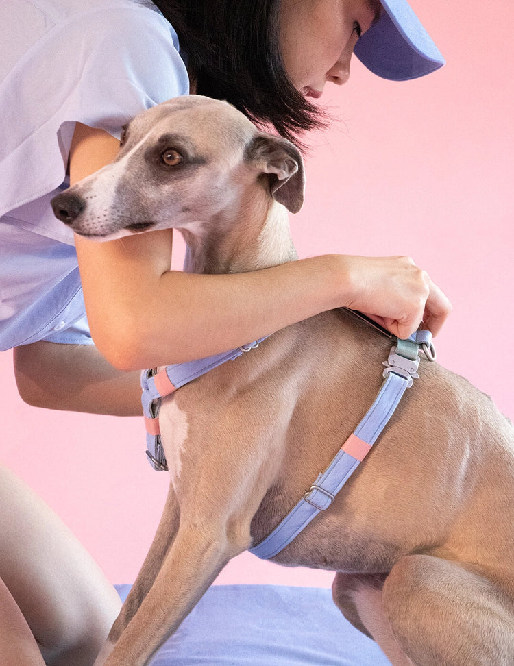 Air Harness – Candy Floss